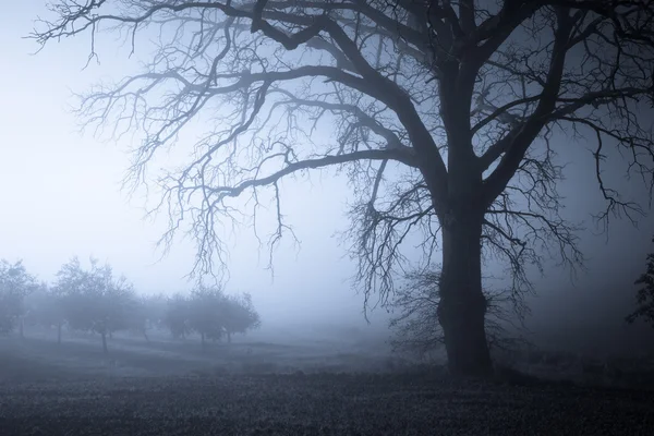 Nebbia albero paesaggio notturno — Foto Stock