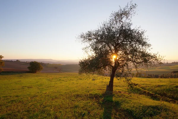 Morning countryside landscape — Stock Photo, Image