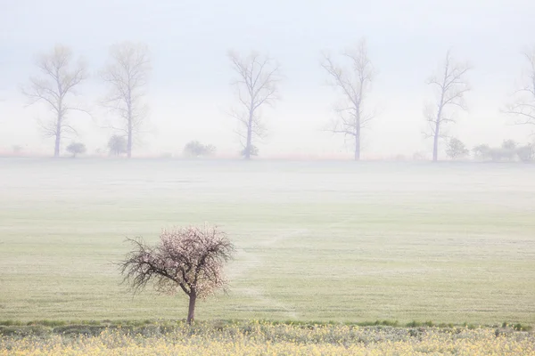 Nebelfelder im Frühling — Stockfoto