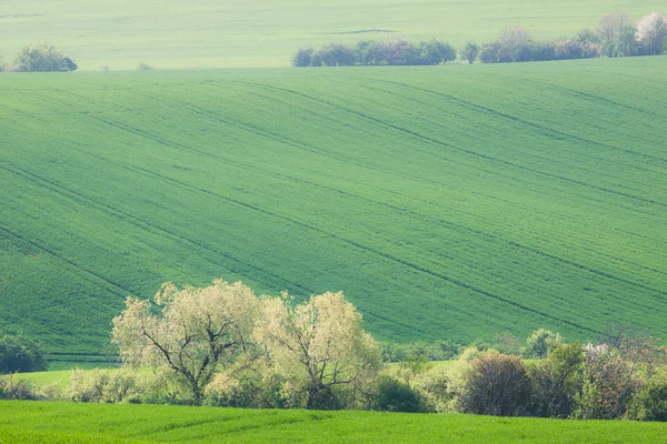 Glooiende heuvels en groene gras velden — Stockfoto