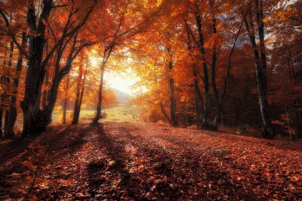 Herfst kleuren bos op zonnige dag — Stockfoto