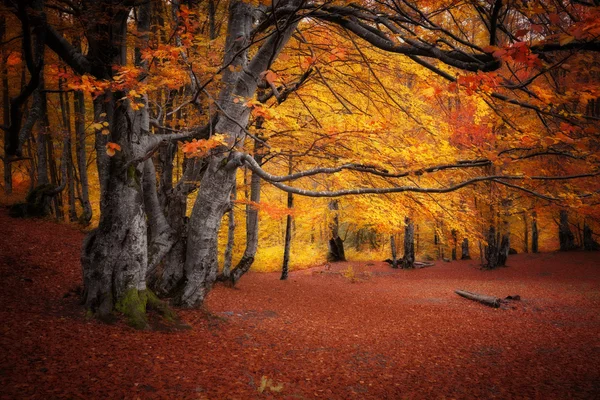 Autumn colors forest — Stock Photo, Image