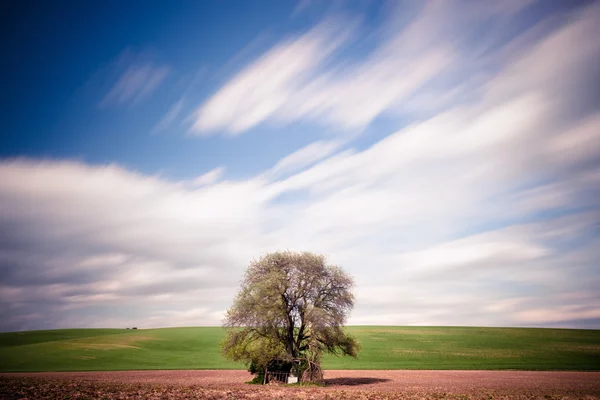 Большое дерево над движением размыло голубое небо — стоковое фото