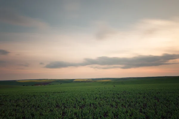 Green grass fields at sunset — Stock Photo, Image