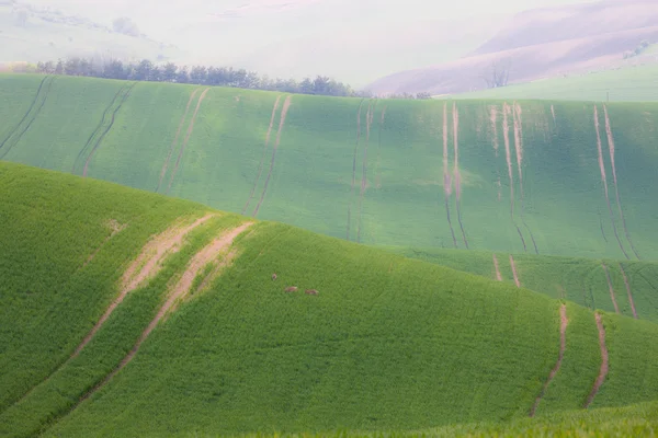 Collines ondulantes et champs d'herbe verte — Photo