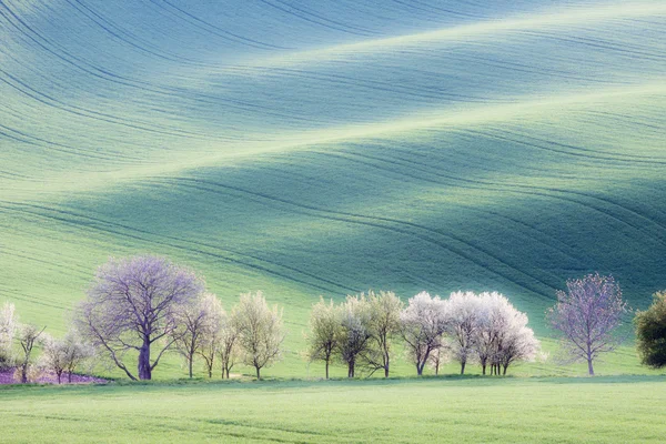 Colinas onduladas, árboles y campos de hierba verde — Foto de Stock