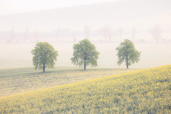 Alberi sui campi primaverili al mattino nebbioso — Foto Stock