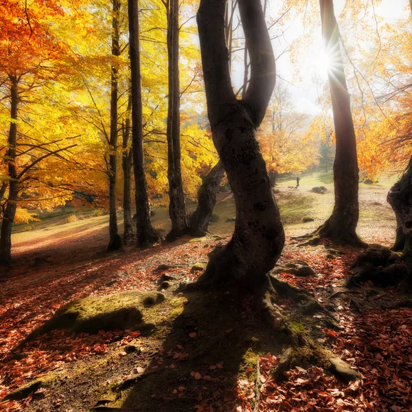 Φθινόπωρο χρώματα δάσος στην ηλιόλουστη ημέρα — Φωτογραφία Αρχείου