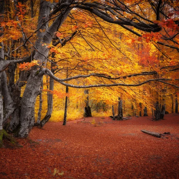 Autumn colors forest — Stock Photo, Image