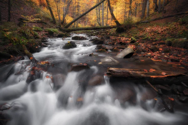Creek na podzimní Les — Stock fotografie