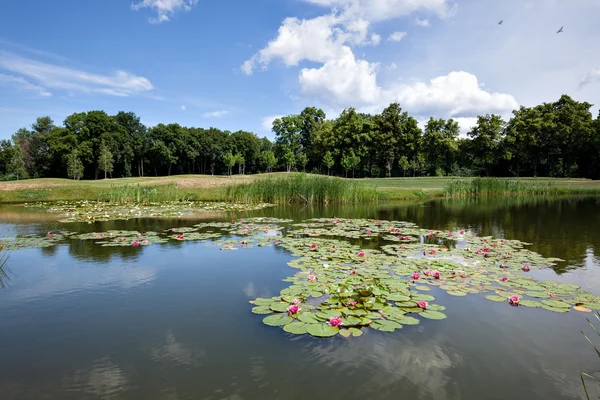 Bellissimo lago durante la giornata estiva — Foto Stock