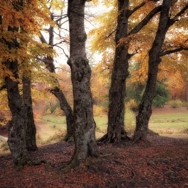 Panorama jesień las — Zdjęcie stockowe