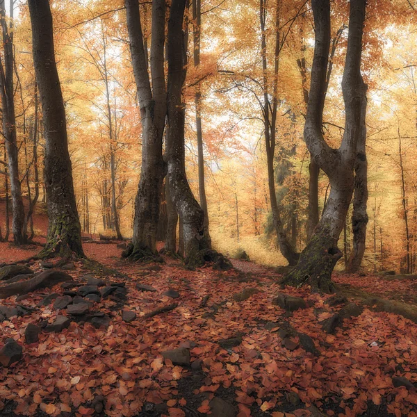 Πανόραμα του φθινοπώρου του δασικού — Φωτογραφία Αρχείου