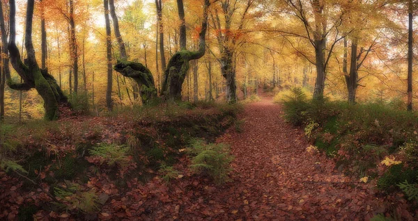 Panorama de forêt d'automne de couleur dorée — Photo