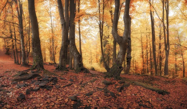 Panorama of golden color autumn forest — Stock Photo, Image