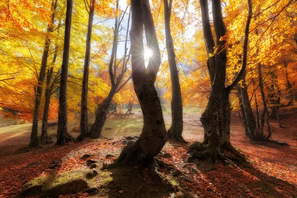 Outono cores floresta no dia ensolarado — Fotografia de Stock