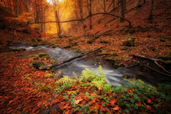 Otoño colores bosque y pequeño arroyo —  Fotos de Stock