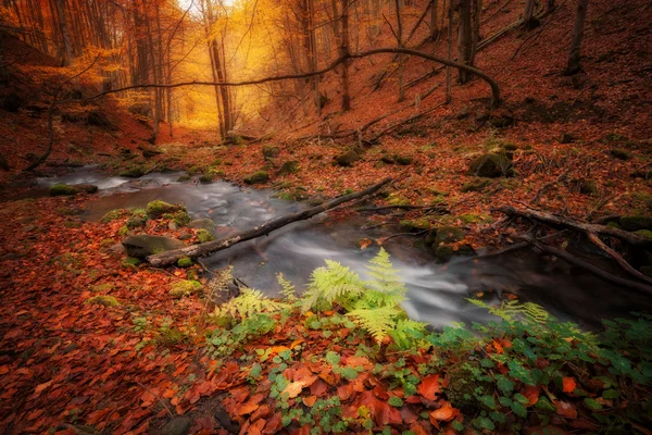 Podzimní barvy lesa a malé creek — Stock fotografie