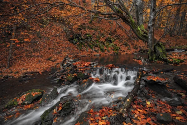 Arroyo en bosque otoño — Foto de Stock