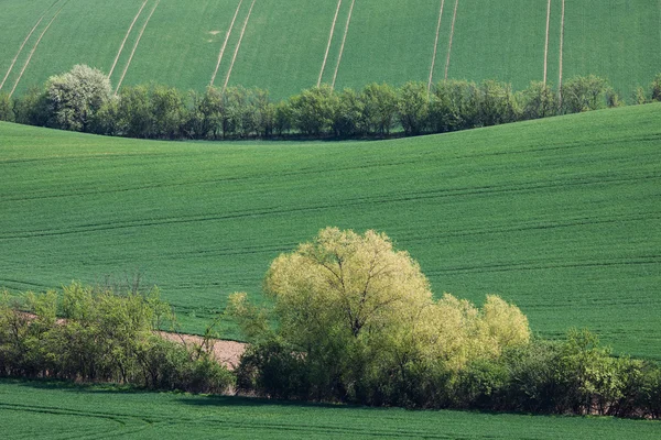 Collines ondulantes et champs d'herbe verte — Photo