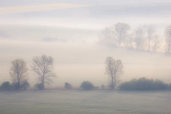 Δέντρα για τα πεδία άνοιξη στο misty πρωί — Φωτογραφία Αρχείου