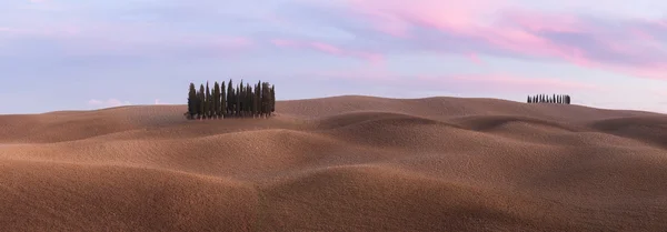 Panorama di boschetto di cipressi al campo — Foto Stock