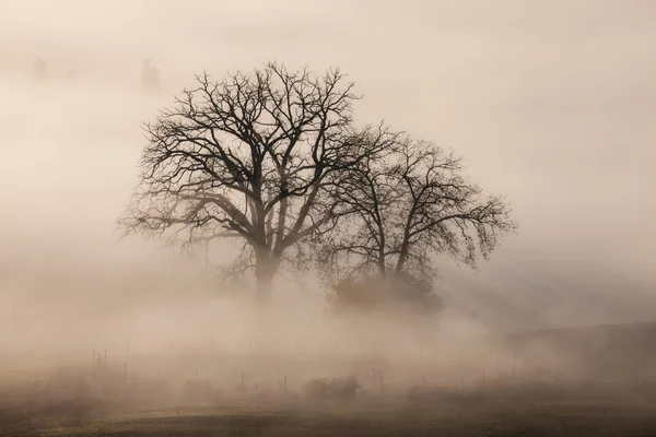 Tree in a fog — Stock Photo, Image