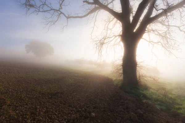 Árbol grande en una niebla —  Fotos de Stock