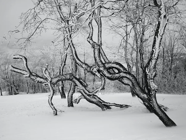 Schwarz-Weiß-Foto von schneebedeckten Bäumen — Stockfoto