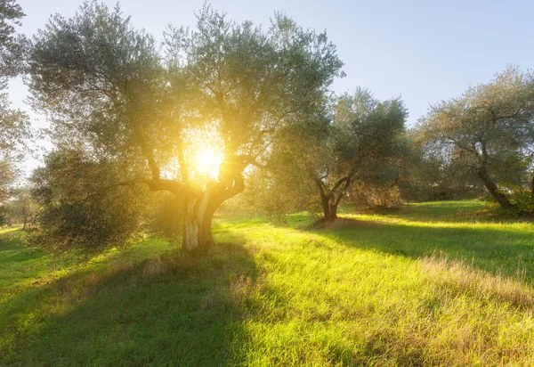 Olive giardino primaverile — Foto Stock
