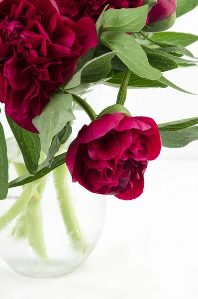 Bouquet big red peonies from the garden in a glass jug. — Stock Photo, Image