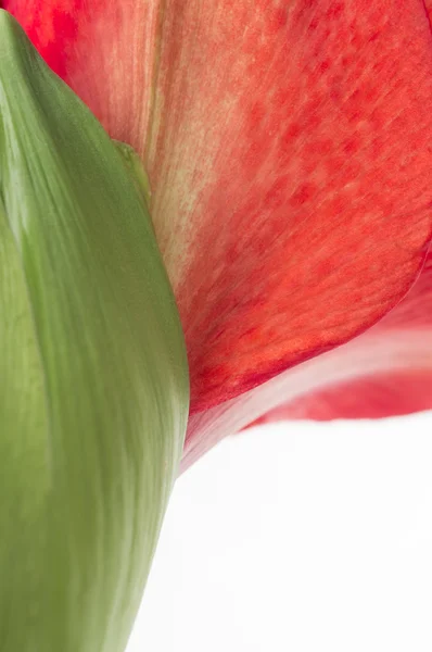 Ανθίζοντας κόκκινα amaryllis μισό μέρος λεπτομέρεια εσωτερικη. — Φωτογραφία Αρχείου