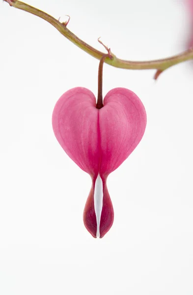 Один кровоточащий цветок сердца — стоковое фото