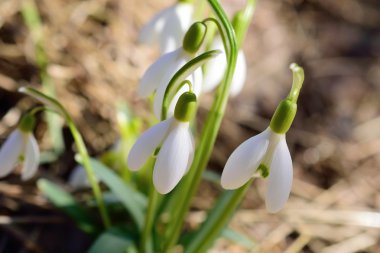 Güneşlenme çiçek açan kardelen çiçek.