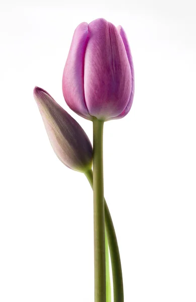 Hete roze tulpen — Stockfoto