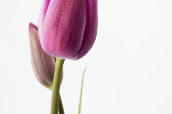 Hete roze tulpen closeup. — Stockfoto