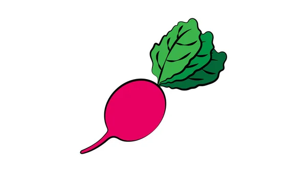 Редис на белом фоне, векторная иллюстрация. розовая редиска, натуральный продукт. овощи для салата. вегетарианская еда. натуральный продукт. вкусная еда — стоковый вектор