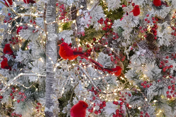 赤いかわいい鳥は白いトウヒの枝に座っています 冬の森 かわいい鳥の風景 鮮やかな目をした美しい鳥 ブルフィンチは鮮やかな赤い果実の間に座ってる クリスマス — ストック写真