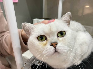 Bir kadın eli, büyük yeşil gözleri ve kulakları olan tüylü beyaz bir çinçillanın kafasını okşar..