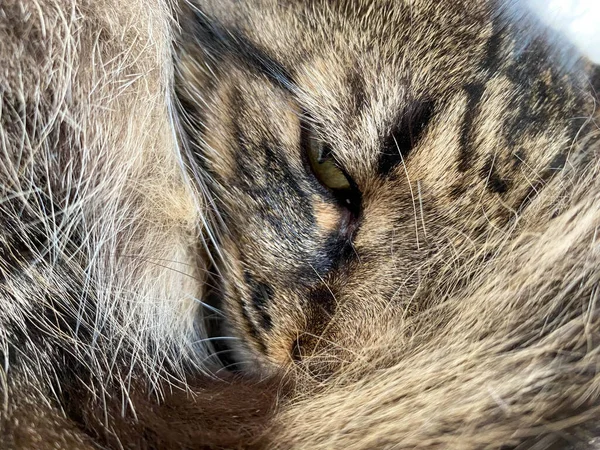 Eine Schöne Flauschige Braune Katze Schläft Zusammengerollt Mit Offenem Auge — Stockfoto