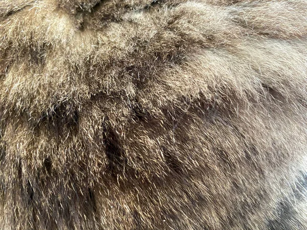 Texture Hairy Feline Brown Gray Fluffy Coat Back Cat Background — Stock Photo, Image