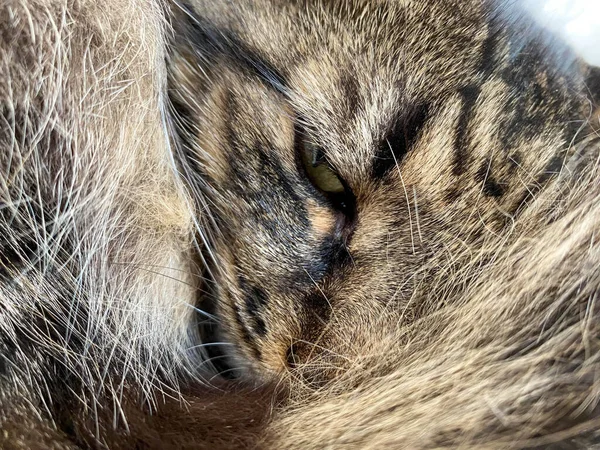 Eine Schöne Flauschige Braune Katze Schläft Zusammengerollt Mit Offenem Auge — Stockfoto