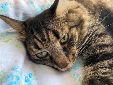 Çizgili, tüylü, uyuyan, bıyıklı, kulaklı, yatakta yatan güzel bir kedinin kafası ve ağzı..