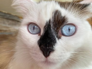 Siyah benekli, beyaz bir kedinin kafası ve ağzı mavi gözlü, uzun bıyıklı ve kulaklı, yatakta yatan güzel bir kedinin..