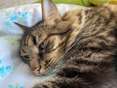 Çizgili, tüylü, uyuyan, bıyıklı, kulaklı, yatakta yatan güzel bir kedinin kafası ve ağzı..