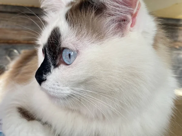 Голова Морда Белого Черными Пятнами Пушистая Красивая Кошка Голубыми Глазами — стоковое фото