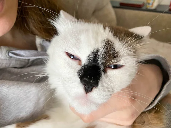 Het Meisje Met Haar Hand Streelt Knuffelt Een Mooie Witte — Stockfoto