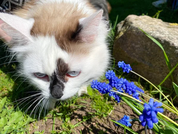 Λευκή Γάτα Κάθεται Στον Κήπο Μια Οικιακή Γάτα Αναπαύεται Στον — Φωτογραφία Αρχείου