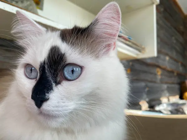 Cabeça Focinho Branco Com Manchas Pretas Gato Bonito Fofo Com — Fotografia de Stock