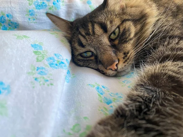 口ひげと耳で目を持つ縞模様のふわふわの美しい寝猫の頭と銃口は ベッドの上に横たわっています — ストック写真